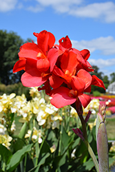 Cannova Bronze Scarlet Canna (Canna 'Cannova Bronze Scarlet') at Wolf's Blooms & Berries