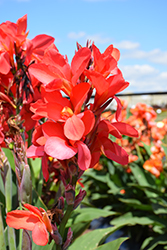 Cannova Red Shades Canna (Canna 'Cannova Red Shades') at Wolf's Blooms & Berries