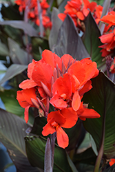 Cannova Bronze Scarlet Canna (Canna 'Cannova Bronze Scarlet') at Wolf's Blooms & Berries