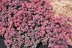 Plum Dazzled Stonecrop (Sedum 'Plum Dazzled') at Wolf's Blooms & Berries