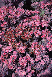 Plum Dazzled Stonecrop (Sedum 'Plum Dazzled') at Wolf's Blooms & Berries