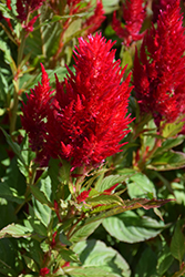 Kelos Fire Red Celosia (Celosia 'Kelos Fire Red') at Wolf's Blooms & Berries