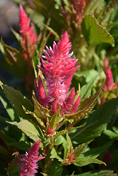 Kelos Fire Pink Celosia (Celosia 'Kelos Fire Pink') at Wolf's Blooms & Berries