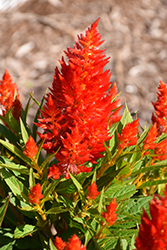 Kelos Fire Orange Celosia (Celosia 'Kelos Fire Orange') at Wolf's Blooms & Berries