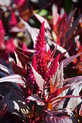 Kelos Fire Magenta Celosia (Celosia 'Kelos Fire Magenta') at Wolf's Blooms & Berries