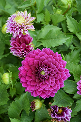 Venti Royal Purple Dahlia (Dahlia 'DATOOGTYVE') at Wolf's Blooms & Berries