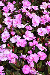 SunPatiens Vigorous Lavender Splash New Guinea Impatiens (Impatiens 'SAKIMP058') at Wolf's Blooms & Berries