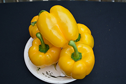 Golden Calwonder Sweet Pepper (Capsicum annuum 'Golden Calwonder') at Wolf's Blooms & Berries