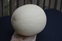 Earli-Dew Honeydew (Cucumis melo var. inodorus 'Earli-Dew') at Wolf's Blooms & Berries