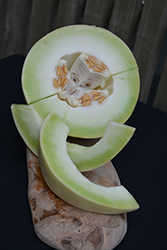 Earli-Dew Honeydew (Cucumis melo var. inodorus 'Earli-Dew') at Wolf's Blooms & Berries