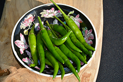 Serrano Hot Pepper (Capsicum annuum 'Serrano') at Wolf's Blooms & Berries