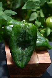 Poblano Pepper (Capsicum annuum 'Poblano') at Wolf's Blooms & Berries
