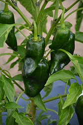 Poblano Pepper (Capsicum annuum 'Poblano') at Wolf's Blooms & Berries