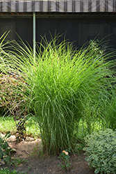 Gracillimus Maiden Grass (Miscanthus sinensis 'Gracillimus') at Wolf's Blooms & Berries