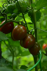 Chocolate Sprinkles Tomato (Solanum lycopersicum 'Chocolate Sprinkles') at Wolf's Blooms & Berries