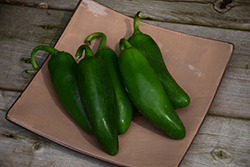 Tricked You Sweet Pepper (Capsicum annuum 'Tricked You') at Wolf's Blooms & Berries