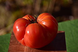 Bush Beefsteak Tomato (Solanum lycopersicum 'Bush Beefsteak') at Wolf's Blooms & Berries