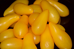 Yellow Pear Tomato (Solanum lycopersicum 'Yellow Pear') at Wolf's Blooms & Berries