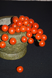 Red Cherry Tomato (Solanum lycopersicum 'Red Cherry') at Wolf's Blooms & Berries