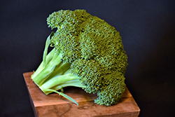 Green Magic Broccoli (Brassica oleracea var. italica 'Green Magic') at Wolf's Blooms & Berries