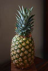 Pineapple (Ananas comosus) at Wolf's Blooms & Berries