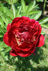 Buckeye Belle Peony (Paeonia 'Buckeye Belle') at Wolf's Blooms & Berries