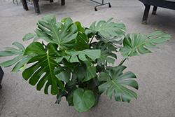 Monstera Deliciosa Plant (Monstera deliciosa) at Wolf's Blooms & Berries