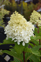 Limelight Prime Hydrangea (Hydrangea paniculata 'SMNHPPH') at Wolf's Blooms & Berries