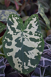 Hilo Beauty Caladium (Caladium praetermissum 'Hilo Beauty') at Wolf's Blooms & Berries