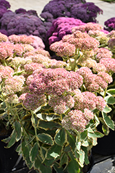 Frosted Fire Stonecrop (Sedum 'Frosted Fire') at Wolf's Blooms & Berries