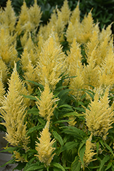 Kelos Fire Yellow Celosia (Celosia 'Kelos Fire Yellow') at Wolf's Blooms & Berries