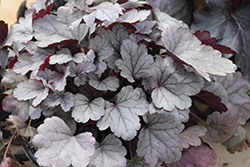 Dolce Silver Gumdrop Coral Bells (Heuchera 'Silver Gumdrop') at Wolf's Blooms & Berries