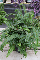 Kimberley Queen Australian Sword Fern (Nephrolepis obliterata 'Kimberley Queen') at Wolf's Blooms & Berries
