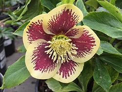Honeymoon Rio Carnival Hellebore (Helleborus 'Rio Carnival') at Wolf's Blooms & Berries
