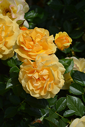 Julia Child Rose (Rosa 'WEKvosstuno') at Wolf's Blooms & Berries