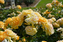 Julia Child Rose (Rosa 'WEKvosstuno') at Wolf's Blooms & Berries
