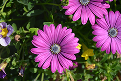 Daisy Falls Purple Osteospermum (Osteospermum 'KLEOE16285') at Wolf's Blooms & Berries