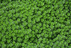 John Creech Stonecrop (Sedum spurium 'John Creech') at Wolf's Blooms & Berries