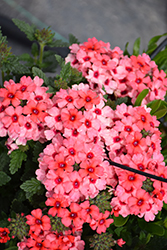 Lascar Mango Orange Verbena (Verbena 'KLEVP15474') at Wolf's Blooms & Berries