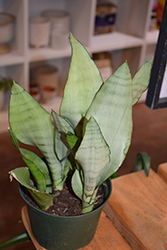 Moonshine Silver Snake Plant (Sansevieria trifasciata 'Moonshine') at Wolf's Blooms & Berries