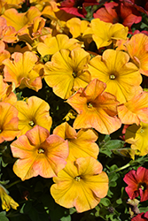 SuperCal Premium Yellow Sun Petchoa (Petchoa 'SAKPXC029') at Wolf's Blooms & Berries