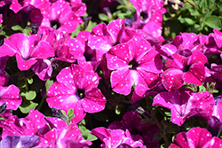 Headliner Enchanted Sky Petunia (Petunia 'KLEPH20580') at Wolf's Blooms & Berries
