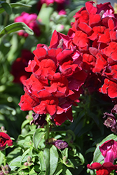 Snapshot Red Snapdragon (Antirrhinum majus 'PAS409646') at Wolf's Blooms & Berries