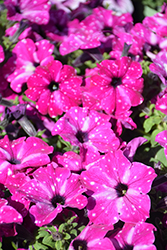 Headliner Enchanted Sky Petunia (Petunia 'KLEPH20580') at Wolf's Blooms & Berries