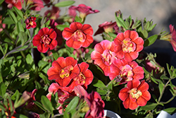 MiniFamous Uno Double Orange Flame Calibrachoa (Calibrachoa 'KLECA21573') at Wolf's Blooms & Berries