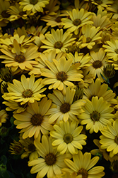Serenity Deep Yellow African Daisy (Osteospermum 'Serenity Deep Yellow') at Wolf's Blooms & Berries