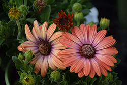 Serenity Coral Magic African Daisy (Osteospermum 'Balsercoric') at Wolf's Blooms & Berries