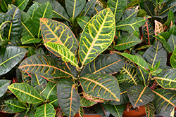 Petra Variegated Croton (Codiaeum variegatum 'Petra') at Wolf's Blooms & Berries