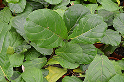 Bambino Dwarf Fiddle Leaf Fig (Ficus lyrata 'Bambino') at Wolf's Blooms & Berries