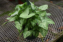 Falling Arrows White Butterfly Arrowhead Vine (Syngonium podophyllum 'White Butterfly') at Wolf's Blooms & Berries